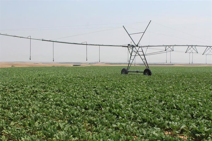 Archivo - Campo de regadío.