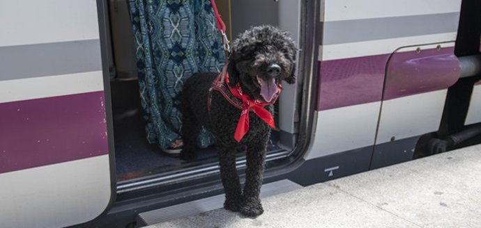 Un perro en un tren en una imagen de archivo