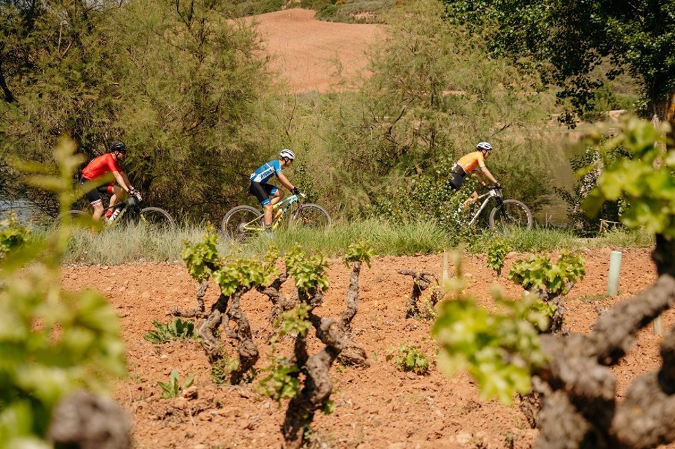 Archivo - Ciclistas entre viñedos en la edición pasada de La Rioja Bike Race