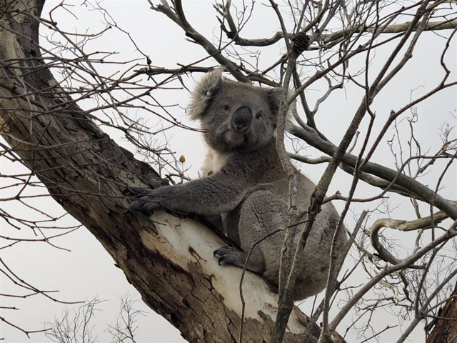 Archivo - El emblemático koala es una de las muchas criaturas que se enfrentan a una extinción inminente.