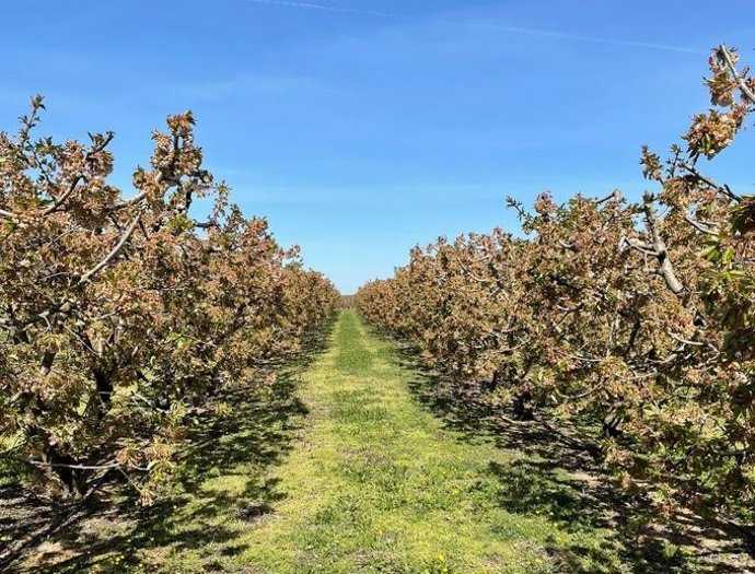 Acció Climtica publica las ayudas a las explotaciones agrarias afectadas por las heladas de abril