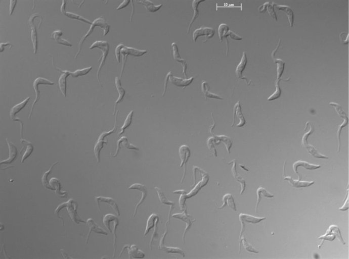 Células de Trypanosoma brucei en cultivo observadas al microscopio