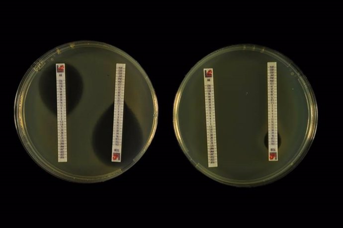 Archivo - Un equipo internacional con participación de investigadores del Consejo Superior de Investigaciones Científicas (CSIC) ha desarrollado un nuevo método que permite predecir la resistencia de los microbios intestinales a los antibióticos, además