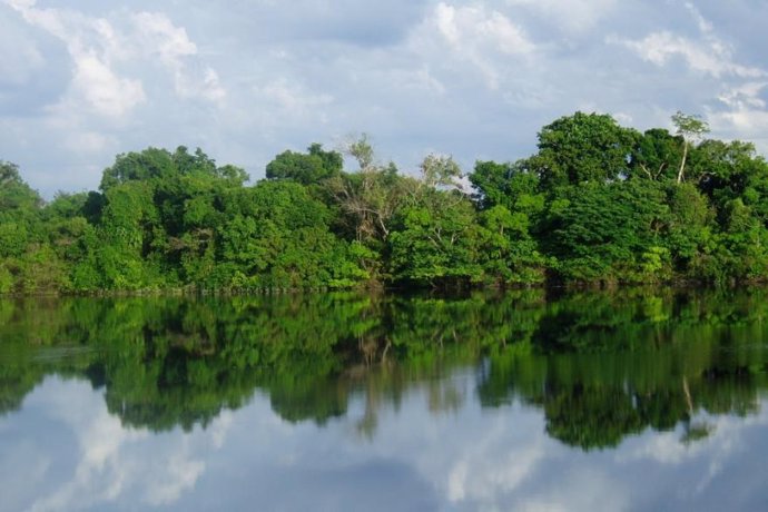 Archivo - Bosque Tropical En Manaos (Brasil). Selva Amazónica