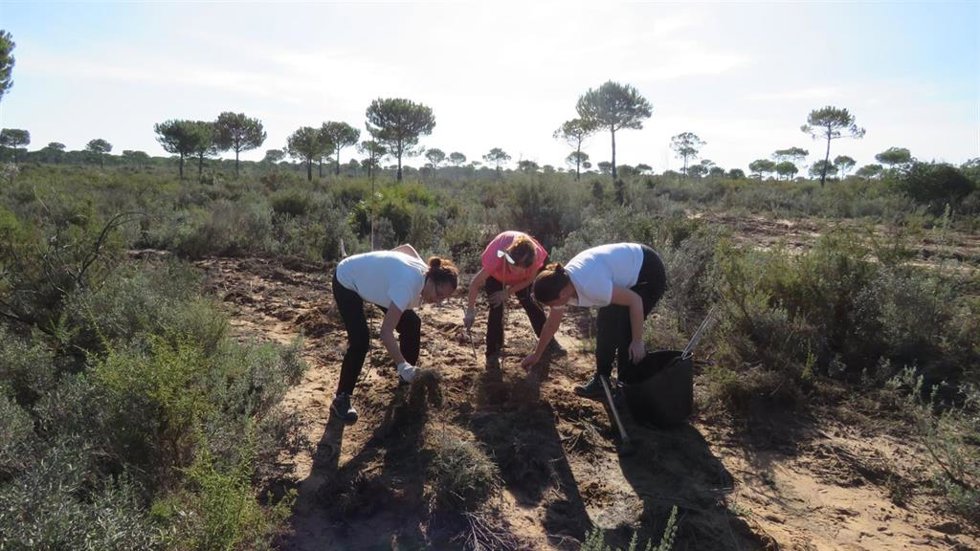 Varias decenas de voluntarios han participado este domingo en Altos de la Portuguesa, dentro del Espacio Natural de Doñana, en los trabajos de restauración.