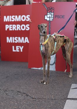 Archivo - Un galgo durante una protesta contra la enmienda del PSOE de excluir a los perros de caza de la Ley de Protección animal, a 30 de septiembre de 2022, en Madrid (España). Esta es una de las acciones conjuntas que las entidades de protección anima