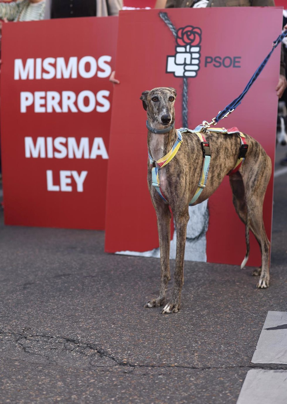 Archivo - Un galgo durante una protesta contra la enmienda del PSOE de excluir a los perros de caza de la Ley de Protección animal, a 30 de septiembre de 2022, en Madrid (España). Esta es una de las acciones conjuntas que las entidades de protección ani