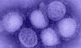 Foto: Un estudio apunta que sustancias naturales podrían ayudar a inhibir la propagación de la gripe