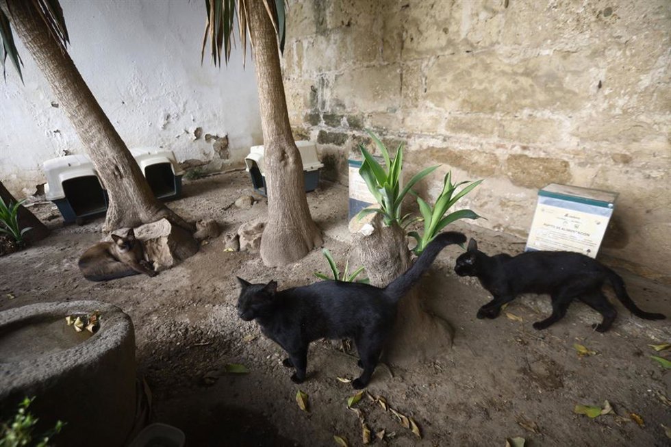 Colonia de gatos.