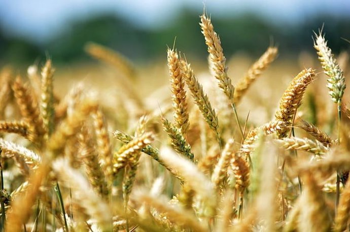 Archivo - Cultivo de trigo