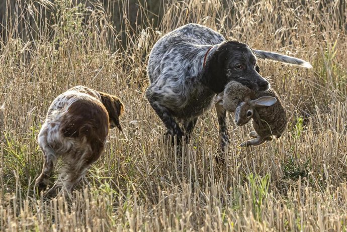Archivo - Dos perros corren, uno de ellos con una presa ya en la boca, durante una jornada de caza el primer día de inicio de la media veda en Castilla y León, en Olmedo, a 15 de agosto de 2021, en Valladolid, Castilla y León (España). La media veda arr