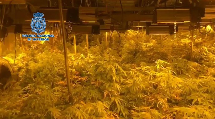 Archivo - Agricultura.- Detenido un anciano de 74 años por cultivar marihuana en una nave industrial de Alcalá de Guadaíra