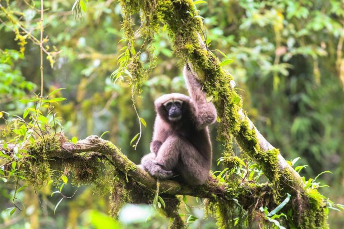 Archivo - Nuevas especies. Gran Mekong. Biodiversidad. Primate.