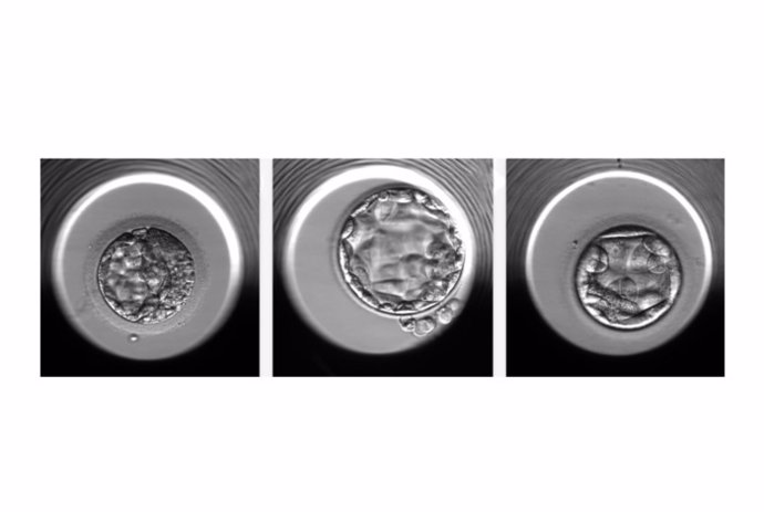 Ejemplos de embriones evaluados por el algoritmo STORK-A