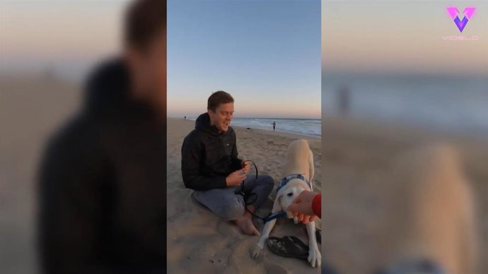 Así documenta este fotógrafo los paseos de muchos perros: el resultado es muy bueno