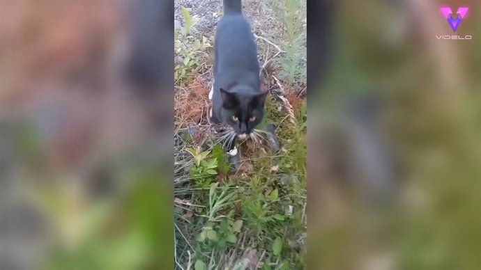 Esta mujer graba como su gato sale a recibirla todos los días