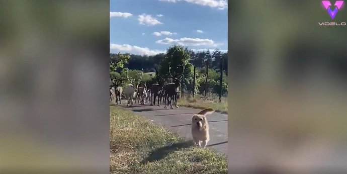 La entrañable relación de este perro y una manada de renos