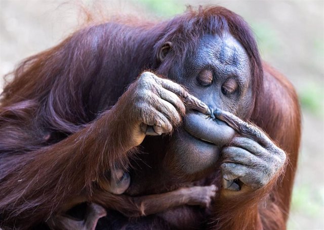 Archivo - Orangután