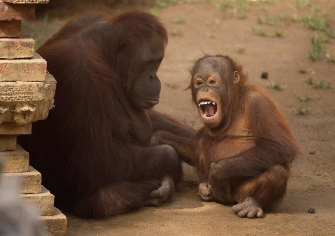 Archivo - 14 August 2021, Spain, Malaga: A Bornean orangutan called Muka (L) sits with it's baby at their enclosure inside Bioparc Fuengirola. Photo: Jesus Merida/SOPA Images via ZUMA Press Wire/dpa
