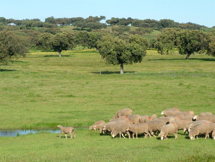 Corderex prevé certificar más de 100 mil kilos de carne de cordero esta Navidad