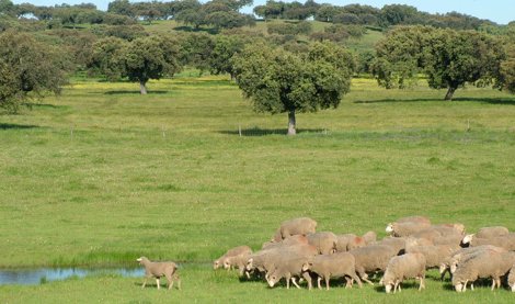 Extremadura