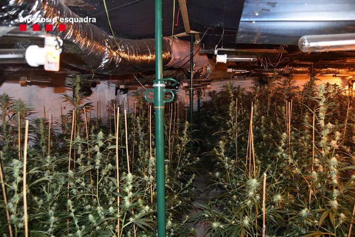 Desarticulado un grupo criminal que traficaba con marihuana y hachís en las comarcas de Lleida