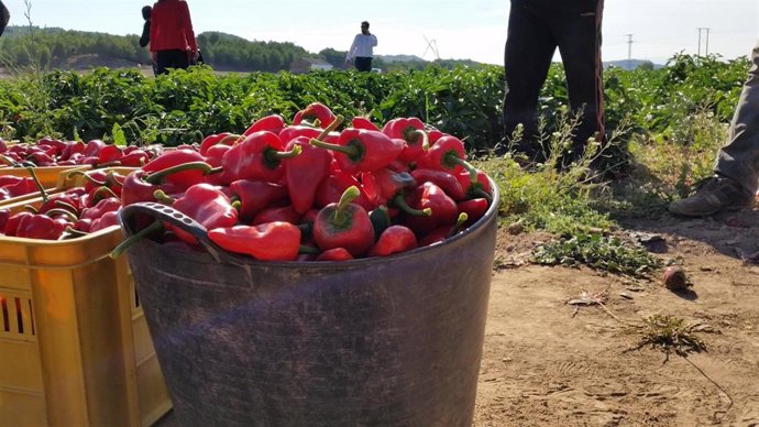 Archivo - El Pimiento del Piquillo de Lodosa inicia su campaña con un incremento de hectáreas cultivadas