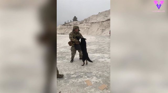 Estos soldados de Ucrania encuentran un perro callejero y se ponen a jugar con él