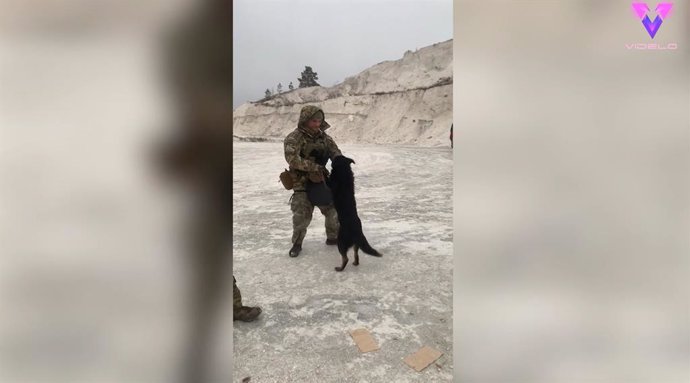 Estos soldados de Ucrania encuentran un perro callejero y se ponen a jugar con él