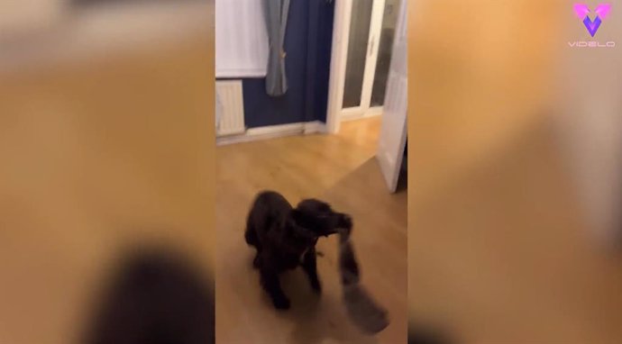 Este cachorro es un pequeño ladronzuelo: se escapa con los calcetines de su dueño