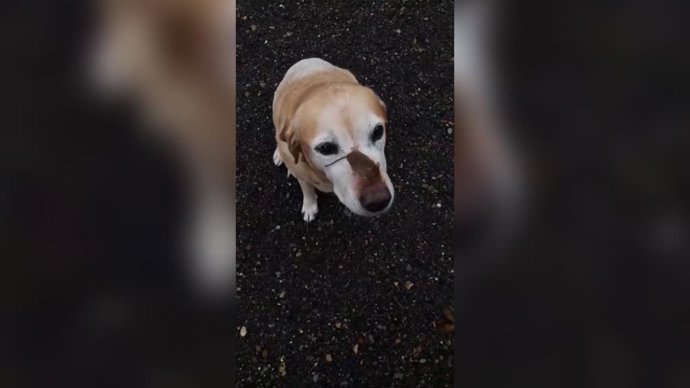 La amistad mas extravagante entre un perro y un ratón