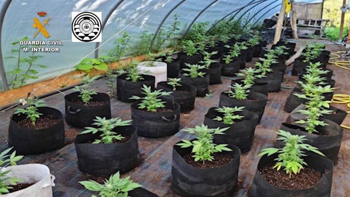 Plantación de marihuana investigada por Guardia Civil y Policía Canaria