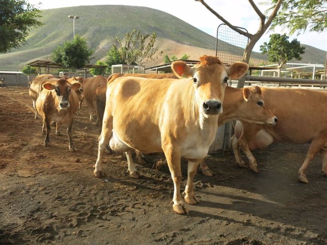 Archivo - Agricultura.- El Gobierno de Canarias convoca ayudas para los reproductores de ganado bovino, porcino, cunícola y avícola de puesta