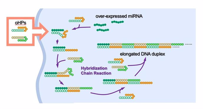 Los pares de horquillas de ADN oncolíticos (oHP) se introducen en la célula cancerosa. Cuando los oHP encuentran el microARN sobreexpresado que causa el tumor, se desenredan para conectarse con el miARN y entre sí para formar cadenas de ADN más largas