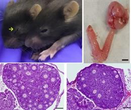 Investigación oncológica dirigida por Alberto M. Pendás, del Centro de Investigación del Cáncer (Universidad de Salamanca-CSIC).