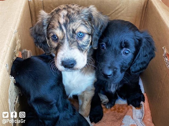 Perritos rescatados de un contenedor junto a Traumatología