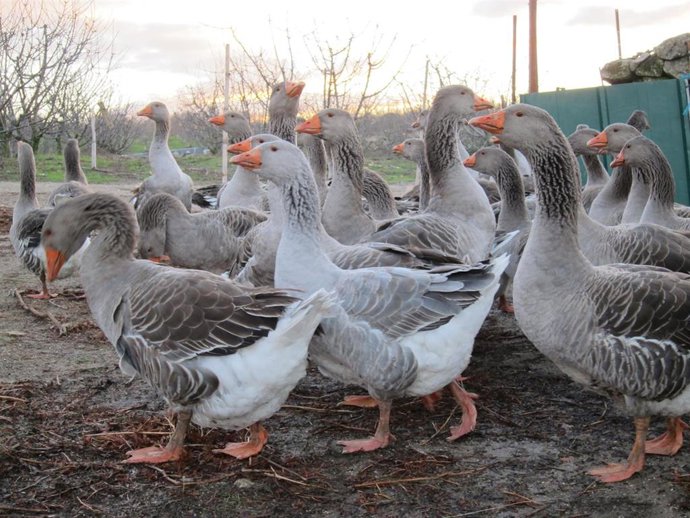 Igualdad Animal exige que se prohíba la alimentación forzada a patos y ocas para la producción de foie grass