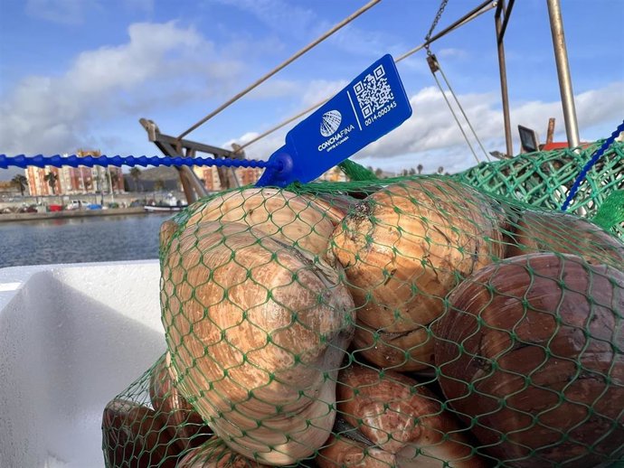 Vista del nuevo etiquetado de la concha fina de La Atunara, en La Línea de la Concepción