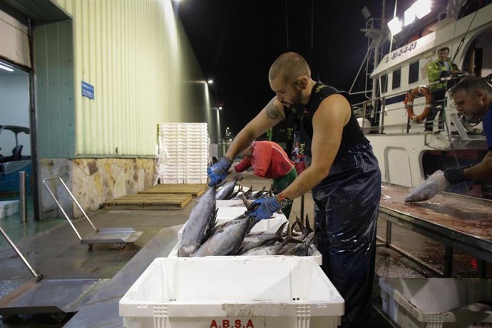 Archivo - Pescadores colocan el bonito tras su recogida en el mar, a 12 de agosto de 2022, en el puerto de Burela, Lugo, Galicia (España). A mediados del pasado junio comenzaron las descargas de bonito en el puerto de Burela y ahora la temporada llega a