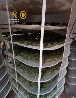 Imatge de la plantació de marihuana a Cunit (Tarragona)