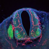 Foto: Cómo coordinan su crecimiento las células nerviosas y vasculares