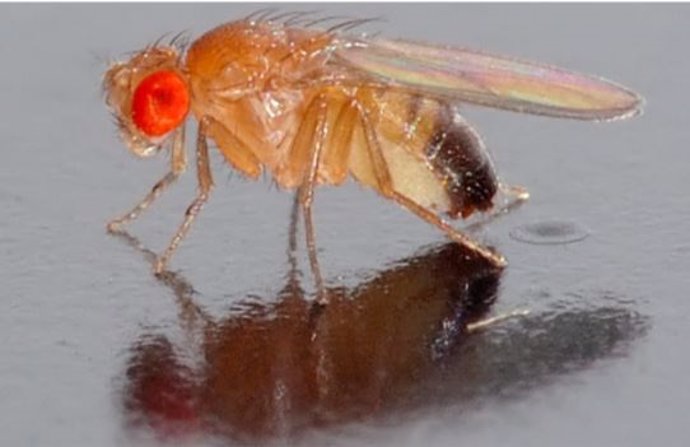 Investigadores de CABD, UPO y Junta hallan una familia de genes crucial en formación de testículos de moscas y humanos.