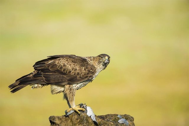 Un águila perdicera