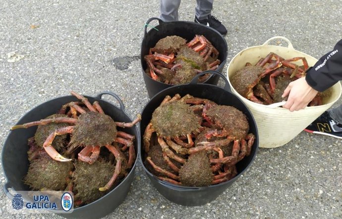 Centolla decomisada por la Policía Autonómica en Marín (Pontevedra)