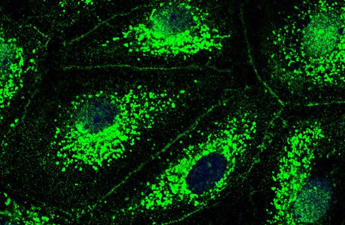 Imagen de microscopio de fluorescencia de células de los vasos sanguíneos pulmonares.