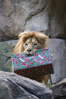 El león de Bioparc recibe un regalo por Papá Noel