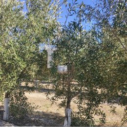 Una de las fincas de olivar donde se desarrolla el proyecto.