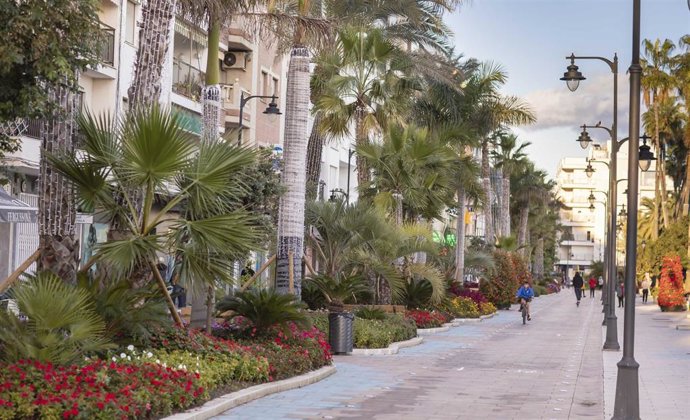 Plantas que ha colocado el Ayuntamiento de Estepona en la localidad con motivo de la Navidad