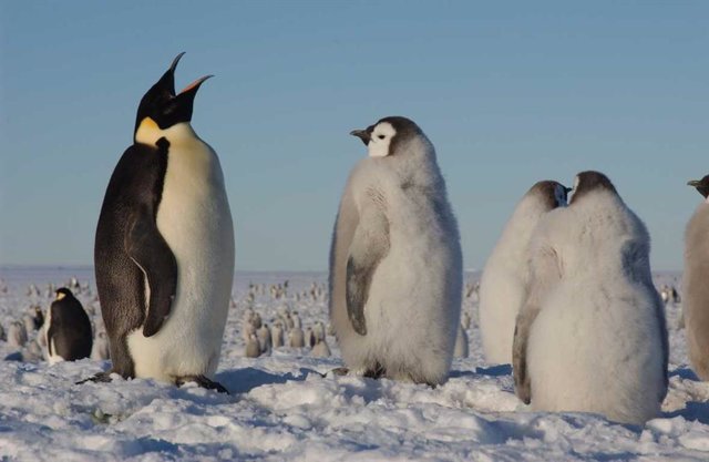 Archivo - Urgen a protección especial del pingüino emperador por el calentamiento