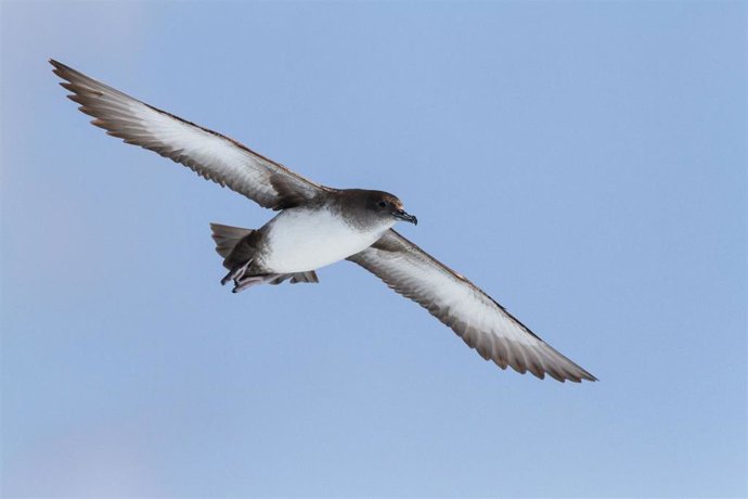 Un ejemplar de pardela balear.